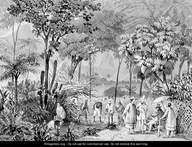 The Chinese Tea Plantation in the Botanic Gardens at Rio de Janeiro, engraved by Leon Jean Baptiste Sabatier fl.1827-87 and Victor Adam 1801-66 c.1835 - Johann Moritz Rugendas