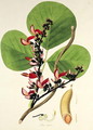 Butea Superba, illustration from Plants of the Coromandel Coast, 1795 - William Roxburgh