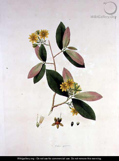 Ochna squarrosa, illustration from The Plants of the Coromandel Coast, 1795 - William Roxburgh