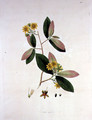 Ochna squarrosa, illustration from The Plants of the Coromandel Coast, 1795 - William Roxburgh