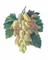 Grapes - Pierre-Joseph Redouté