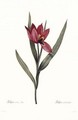 Tulipa Oculis-Solis - Pierre-Joseph Redouté