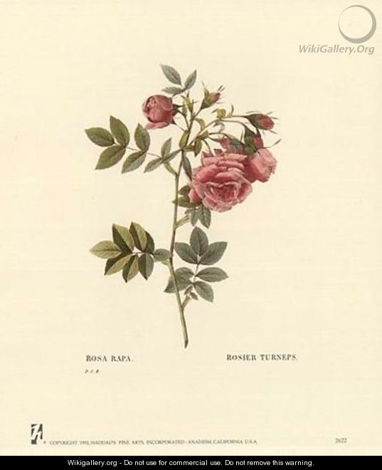 Roses - Pierre-Joseph Redouté