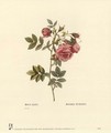 Roses - Pierre-Joseph Redouté