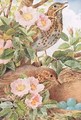 Song Thrushes with Nest illustration from Country Days and Country Ways 1940s - Louis Fairfax Muckley