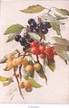 Cherries illustration from Country Days and Country Ways - Louis Fairfax Muckley