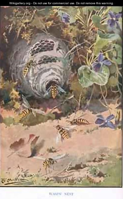 Wasps Nest illustration from Country Ways and Country Days - Louis Fairfax Muckley