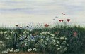 Poppies Daisies and other Flowers by the Sea - Andrew Nicholl