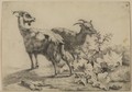 Two Goats - Eugène Verboeckhoven