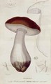 Boletus edulis, illustration for an edition of 