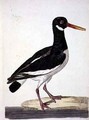 The Sea Pie or Oystercatcher Haematopus ostralegus plate from The British Zoology, Class II Birds, engraved by Peter Mazell fl.1761-97 1766 - (after) Paillou, Peter