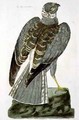 The Hen Harrier Circus cyaneus plate from The British Zoology, Class II Birds, engraved by Peter Mazell fl.1761-97 1766 - (after) Paillou, Peter
