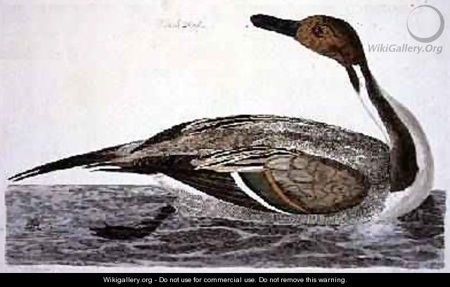 The Pintail Duck Anas acuta plate from The British Zoology, Class II Birds, engraved by Peter Mazell fl.1761-97 1766 - (after) Paillou, Peter