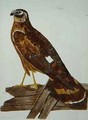 The Ringtail, female of the Hen Harrier Circus cyaneus plate from The British Zoology, Class II Birds, engraved by Peter Mazell fl.1761-97 1766 - (after) Paillou, Peter