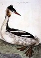 The Great Crested Grebe Podiceps cristatus plate from The British Zoology, Class II Birds, engraved by Peter Mazell fl.1761-97 1766 - (after) Paillou, Peter