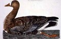 The White-Fronted Goose Anser albifrons plate from The British Zoology, Class II Birds, engraved by Peter Mazell fl.1761-97 - (after) Paillou, Peter