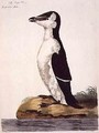 The Razorbill Alca torda or Black-Billed Auk, plate from The British Zoology, Class II Birds, engraved by Peter Mazell fl.1761-97 1766 - (after) Paillou, Peter