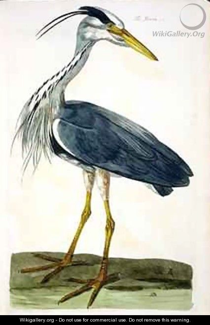 The Heron Ardea cinerea plate from The British Zoology, Class II Birds, engraved by Peter Mazell fl.1761-97 1766 - (after) Paillou, Peter