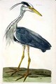 The Heron Ardea cinerea plate from The British Zoology, Class II Birds, engraved by Peter Mazell fl.1761-97 1766 - (after) Paillou, Peter