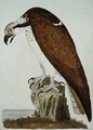 The Bald Buzzard, plate from The British Zoology, Class II Birds, engraved by Peter Mazell fl.1761-97 1766 - (after) Paillou, Peter