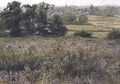 The Furze Field - Samuel Palmer