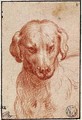 Head of a Dog - Girolamo Francesco Maria Mazzola (Parmigianino)