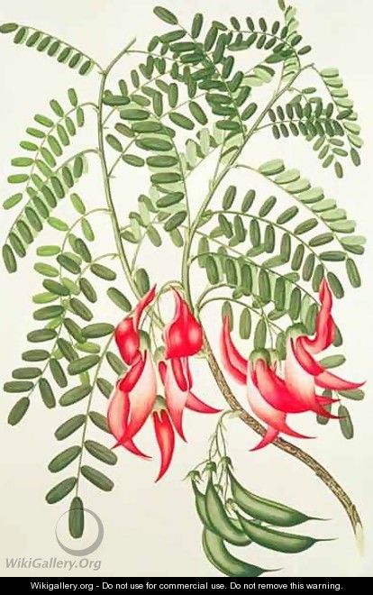 Clianthus puniceus, Plate 432 from Banks Florilegium, gathered from North Island, New Zealand, on Captain Cooks First Voyage, engraved by Daniel MacKenzie, 1769 - Sydney Parkinson
