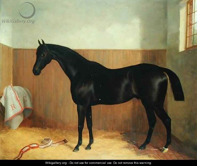 Tommy, Portrait of a Horse, c.1870s - John Paul