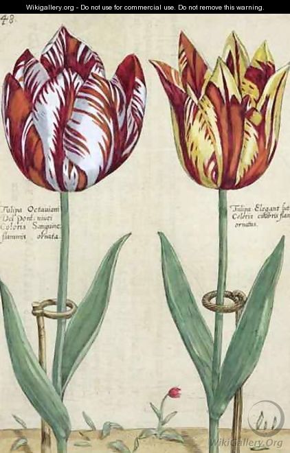 Tulipa Octaviani del pont, and Tulipa Elegant, from Hortus Floridus, published 1614-15 - Crispijn van de Passe