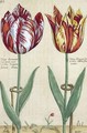 Tulipa Octaviani del pont, and Tulipa Elegant, from Hortus Floridus, published 1614-15 - Crispijn van de Passe