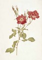 Rose Bourbon - Alfred Parsons