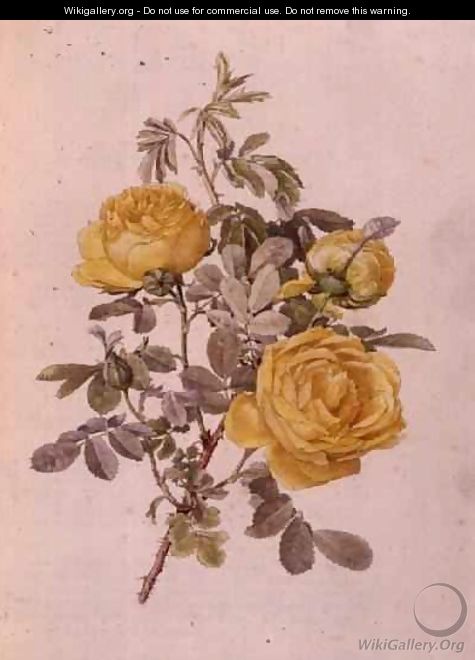 Rosa Genus, No.10, 755, c.1910 - Alfred Parsons