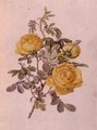 Rosa Genus, No.10, 755, c.1910 - Alfred Parsons