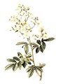 Rosa multiflora - Alfred Parsons