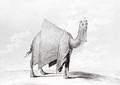 Camel - Alexis-Alexandre Perignon