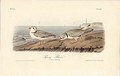 Piping Plover - John James Audubon