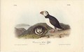 Common or Arctic Puffin - John James Audubon