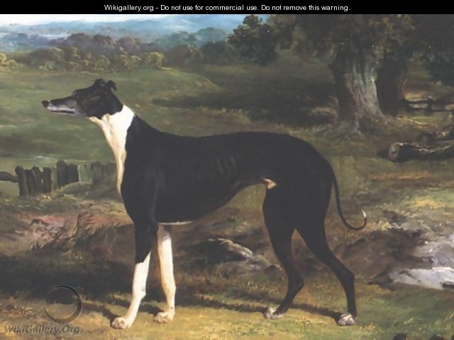 Greyhound - John Frederick Herring Snr