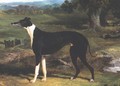 Greyhound - John Frederick Herring Snr