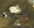 Ducks Beside A Stream 1851 - John Frederick Herring Snr