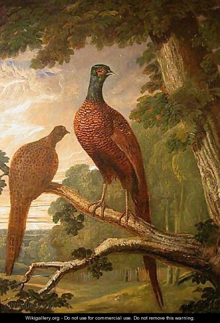 Cock and Hen Pheasant on a Roost - John Frederick Herring Snr