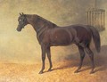Chestnut Colt Gladiator in Stable 1844 - John Frederick Herring Snr