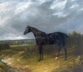 Black Stallion in a Field Horse - John Frederick Herring Snr
