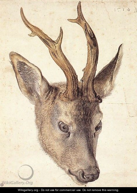 Head of a Stag - Albrecht Durer