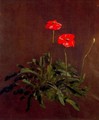 Studies of poppies - John Constable