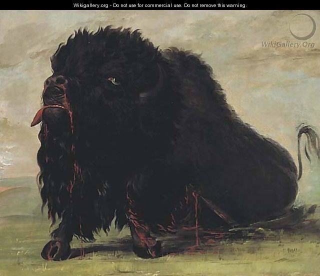 Dying Buffalo, Shot with an Arrow - George Catlin