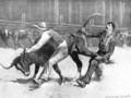 Cowboys wrestling a bull - Frederic Remington