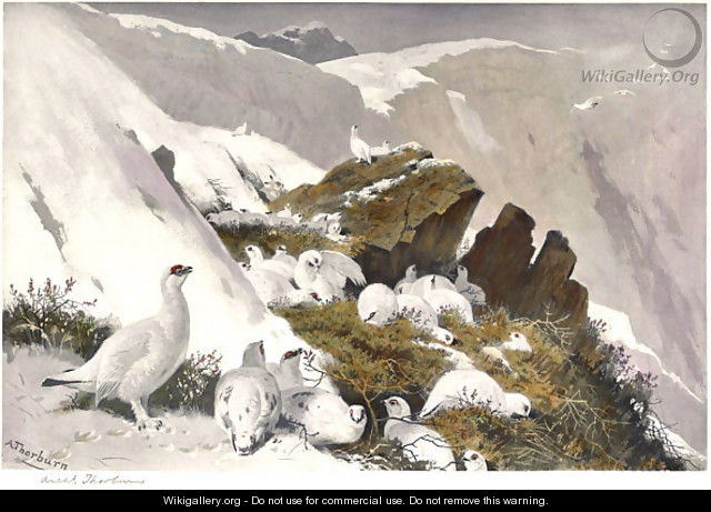 Ptarmigan on Snow Slip - Archibald Thorburn