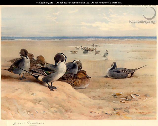 Pintails on the Shore - Archibald Thorburn