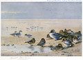 Pintail, Wigeon and Teal - Archibald Thorburn